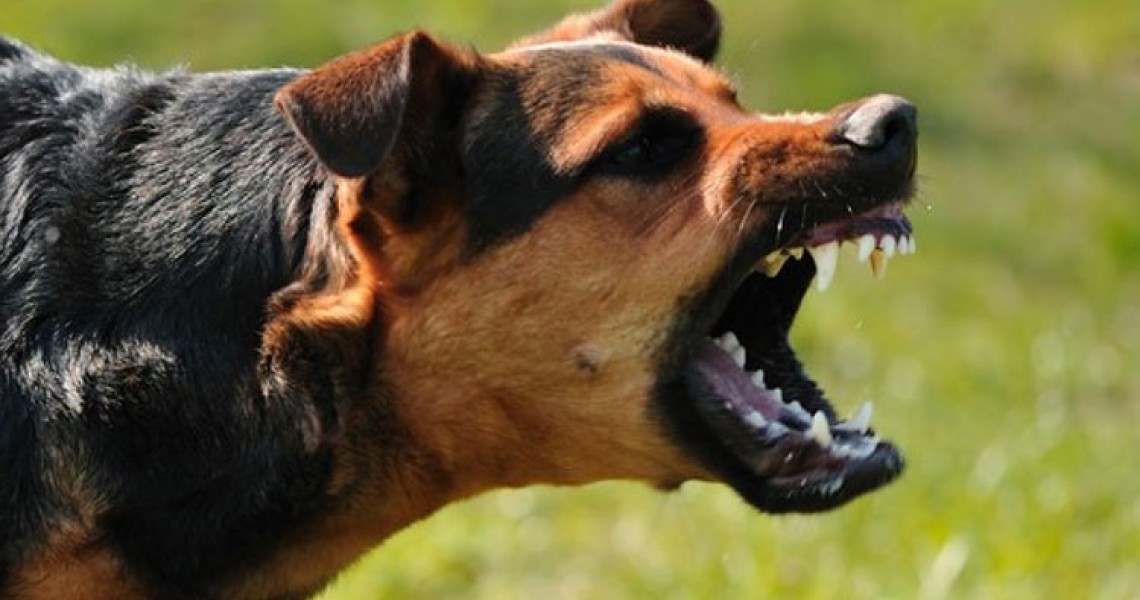 Τι πρέπει να κάνετε αν βρεθείτε μπροστά σε έναν άγριο σκύλο;