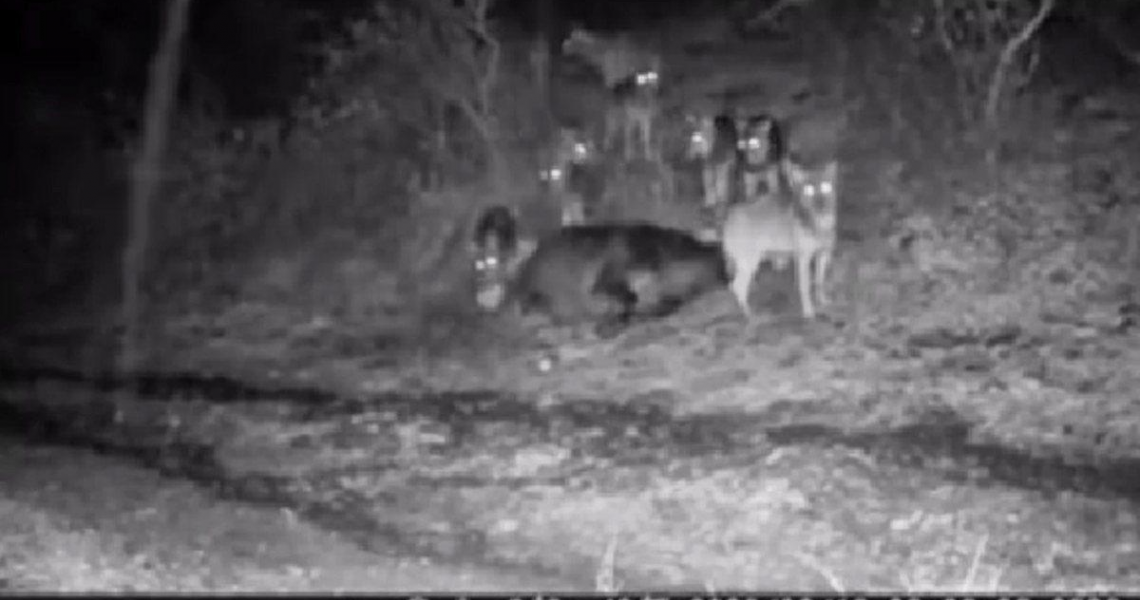 Αγέλη οχτώ λύκων κατασπαράζει αγελάδα στο Σκαμνέλι Ζαγορίου