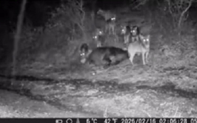 Αγέλη οχτώ λύκων κατασπαράζει αγελάδα στο Σκαμνέλι Ζαγορίου