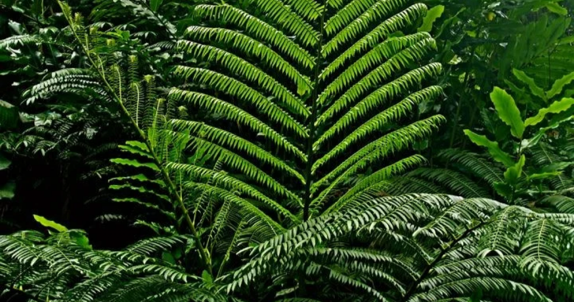 Φτέρες – Τα θαυματουργά φυτά χωρίς κουκούτσια που έχουν επιβιώσει εδώ και εκατοντάδες εκατομμύρια χρόνια.