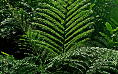 Φτέρες – Τα θαυματουργά φυτά χωρίς κουκούτσια που έχουν επιβιώσει εδώ και εκατοντάδες εκατομμύρια χρόνια.