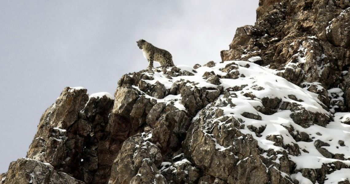 Ινδία: Οι γυναίκες που σκαρφαλώνουν υψόμετρα χιλιάδων μέτρων για να προστατεύσουν τη λεοπάρδαλη του χιονιού