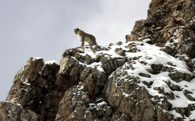 Ινδία: Οι γυναίκες που σκαρφαλώνουν υψόμετρα χιλιάδων μέτρων για να προστατεύσουν τη λεοπάρδαλη του χιονιού