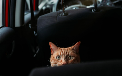 Ένας Πραγματικός Ιχνηλάτης