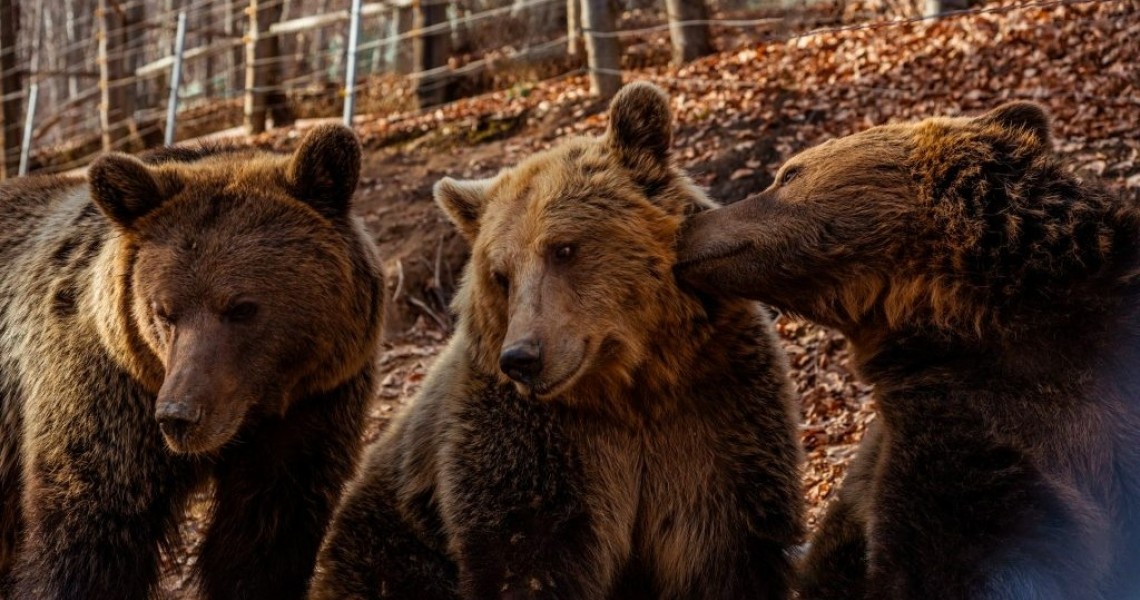 Ξύπνησαν νωρίτερα φέτος οι αρκούδες στο Νυμφαίο