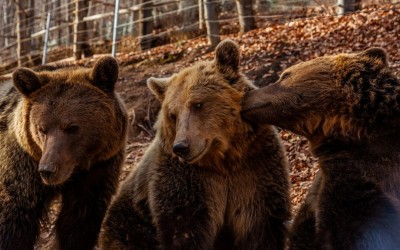 Ξύπνησαν νωρίτερα φέτος οι αρκούδες στο Νυμφαίο