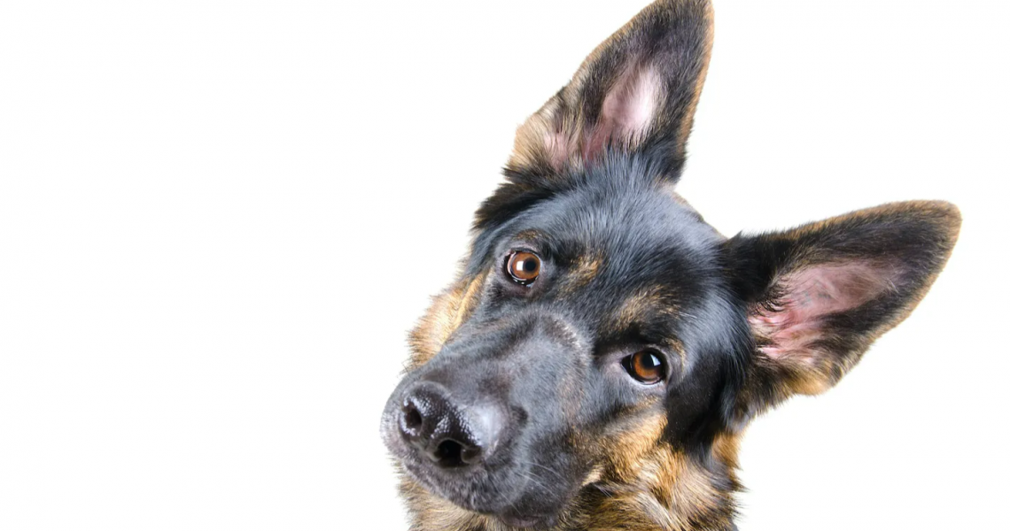 Ο σκύλος σας σάς «κρυφακούει». Ποιοι οι λόγοι πίσω από την αθόρυβη παρακολούθηση;