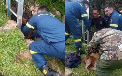 Σκύλος επέζησε εγκλωβισμένος σε πηγάδι 15 μέτρων επί 10 ημέρες