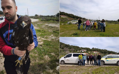 Στικταετός: Ο Σπάνιος «Επισκέπτης» των Ελληνικών Υγροτόπων και η απελευθέρωση του στο Εθνικό Πάρκο Υγροτόπων Αμβρακικού