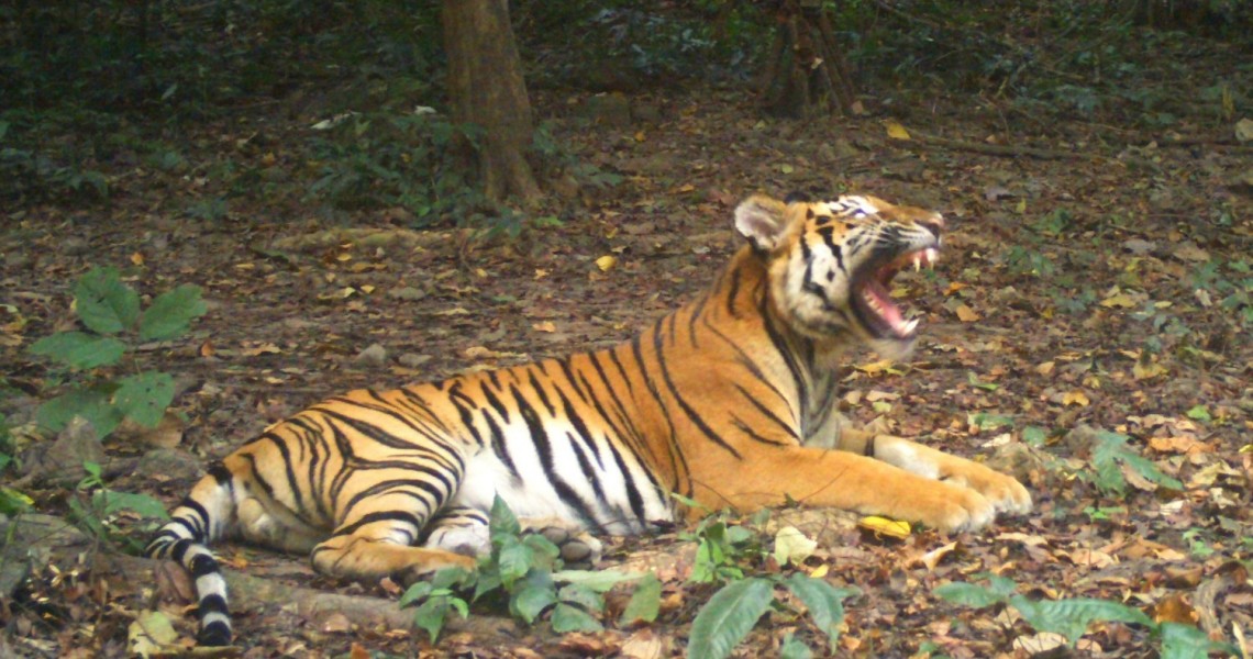 Οι 72 τίγρεις του πάρκου άγριας ζωής