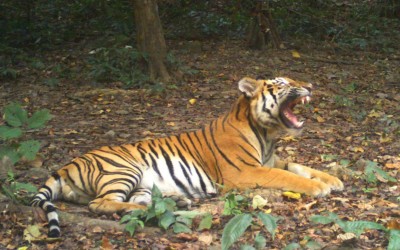 Οι 72 τίγρεις του πάρκου άγριας ζωής