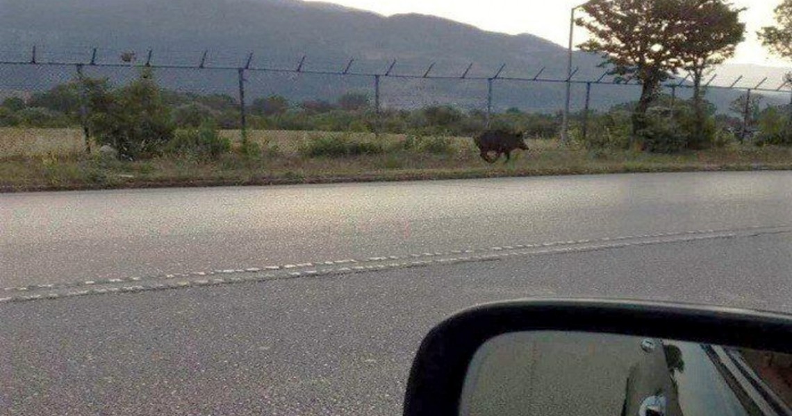 «Συναγερμός» στο Αεροδρόμιο Ιωαννίνων: Νυχτερινή Επιχείρηση της Θηροφυλακής με Drones για την Εκδίωξη Αγριογούρουνων